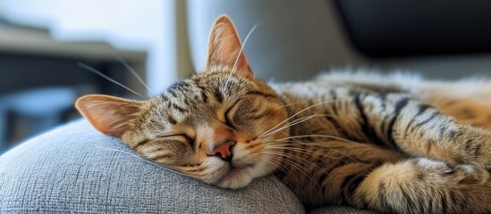 Sticker - Peaceful cat taking a nap on a comfortable cushion resting on a sofa at home