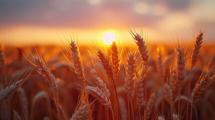 Wall Mural - Scene of sunset or sunrise on the field with young rye or wheat in the summer with a cloudy sky background.