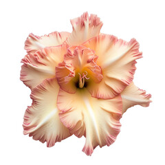 top view of a single gladiolus flower isolated on a white transparent background