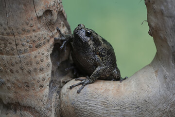 Wall Mural - An adult Muller's narrow mouth frog is resting on a dry tree branch. This amphibian has the scientific name Kaloula baleata.