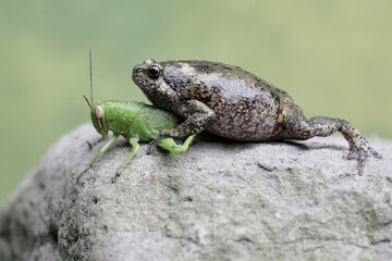 A Muller's narrow mouth frog is ready to prey on a green grasshopper. This amphibian has the scientific name Kaloula baleata.
