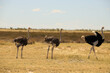 a group of ostriches in Etosha NP