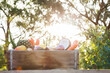 Box of fresh fruit and veg with bokeh background and natural sun flare behind