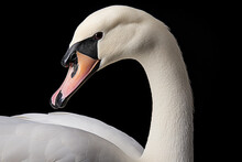 Elegant White Swan Portrait On Black Background. Wildlife And Elegance.
