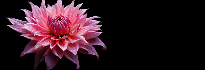 Wall Mural - pink lotus isolated on a black background.