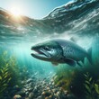 Salmon swim upstream in crystal clear water
