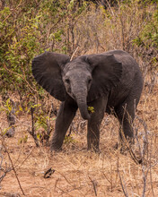 African Elephant Calf Strolls Through Bushes And Shrubs