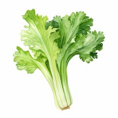 watercolor celery