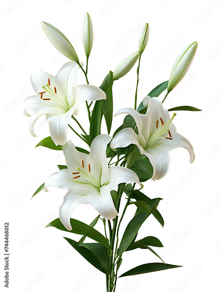 White lily flower isolated on transparent background. Generative AI ...