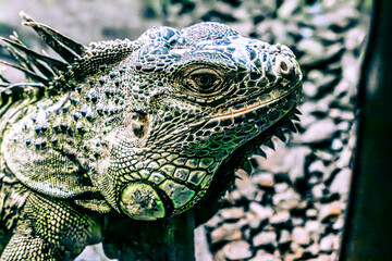 Poster - iguana in the zoo