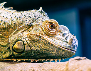 Poster - close up of a iguana