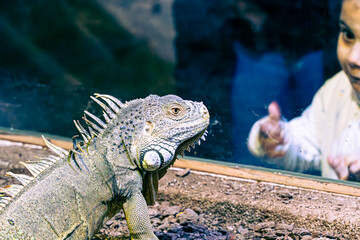 Poster - close up of a iguana