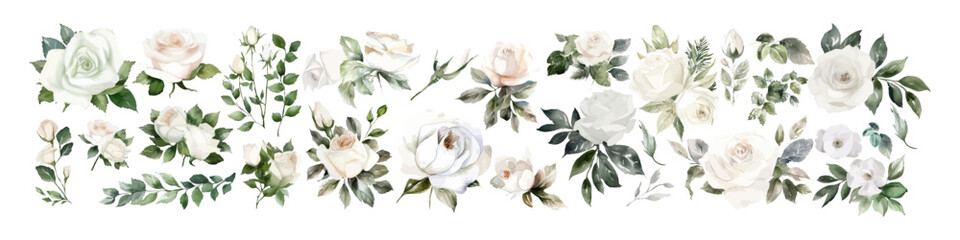 Wall Mural - Watercolor vector flowers. Rose illustration. Bouquet set.
