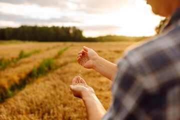 Wall Mural - The hands of a farmer close up pour a handful of wheat grains in a wheat field. Harvesting. Agribusiness. Gardening concept.