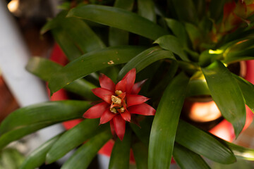  Guzmania lingulata remain for about 3-4 months, then gradually fade and continue to grow side shoots to form a new Guzmania lingulata.
Guzmania lingulata is good in the office and outdoors,
