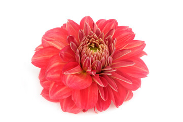 Poster - Red Peony Flower Isolated on White Background