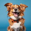 Happy smiling pet dog looking at the camera, sticking out tongue, isolated on blue background