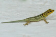Portrait of a Dwarf yellow-headed gecko