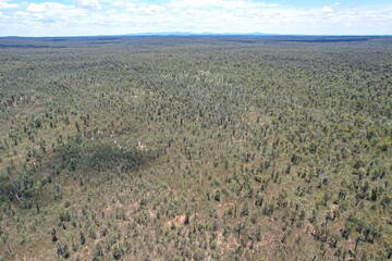 Wall Mural - Pilliga forest in Australia