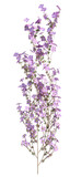 Fototapeta Lawenda - Illustration of a flowering clematis plant