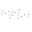 © Heruna - flock of birds