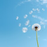 Fototapeta Dmuchawce - Dandelion with seeds against the blue sky. Nature background.