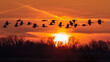 A group of birds flying in silhouette against the setting sun.