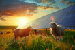 Solar panels farm with flock of sheep