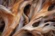 Textured surface of an ancient Bristlecone Pine tree