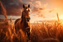 Golden Sunset. Majestic Horse In Wheat Field, Studio-lit Stock Photo For Commercial Use