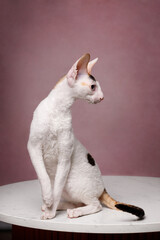 Wall Mural - cornish rex with different eyes cat on pink background