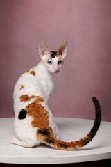 Wall Mural - cornish rex with different eyes cat on pink background