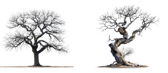 dry dead tree isolated on transparent background, element remove background, element for design