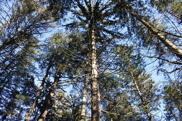 trees in the forest