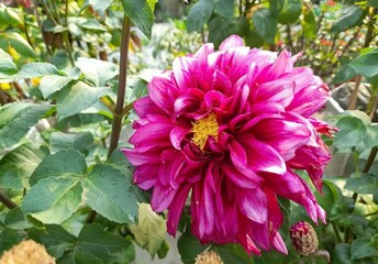 Wall Mural - Beautiful blooming flower in garden 