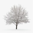 © MR. Motu - tree in snow Isolated on white background