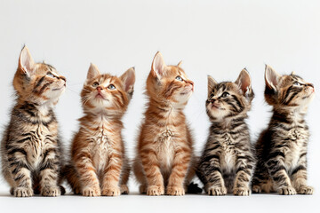 Wall Mural - Cute kittens line up and look up. I feel soothed and grateful for the cute presence of cats.