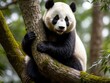 © Arafat - a panda on a tree