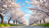 Fototapeta Most - 満開の桜  華麗に舞い散る桜の花びら
