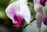 Fototapeta Storczyk - Storczyk, orchidea