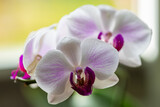 Fototapeta Storczyk - Storczyk, orchidea