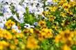 Close-up of the sea of pansy in the garden. Yellow and blue Viola Pansy flowers blooming background.  Nature and flower background. Flower and plant.