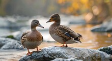A Pair Of Ducks On A Rock In A Shallow River Footage