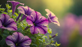 Fioletowe kwiaty petunie