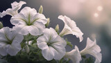 Białe kwiaty petunie