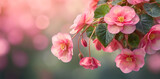 Fototapeta Fototapeta w kwiaty na ścianę - Begonia, piękne rózowe kwiaty
