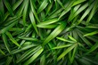 natural background.  Full green leaves close up.