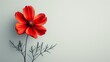 Red poppy flower isolated on white background with copy space for text.