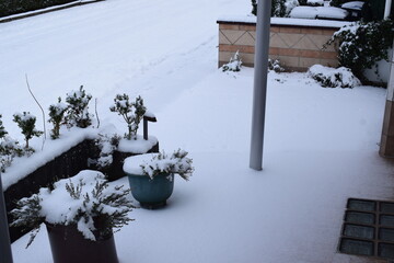 Sticker - fresh snow on the green plants