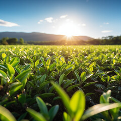 New growths field. Seedlings coming out of the ground Summer sunlight that raises a young tree on earth. Birth of a fresh life. Generative AI